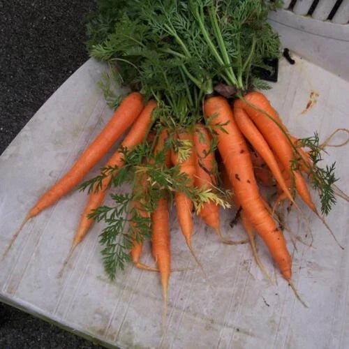 Envy Carrot Seeds - 1000+ Premium Non-GMO Seeds for Planting, Daucus carota, USA Grown, Garden Ready