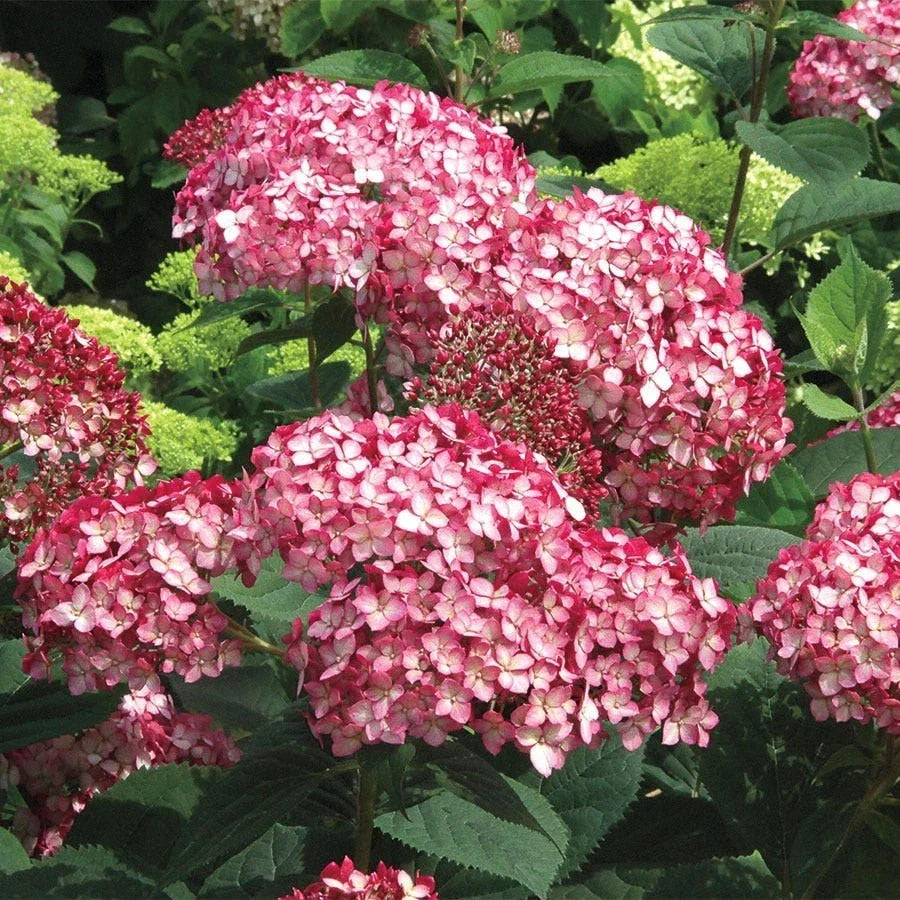 Rare Smooth Hydrangea Cuttings - 5 Rooted Ruby Plants - Hydrangea arborescens 'Ruby' - Vibrant Red Blooms for Garden