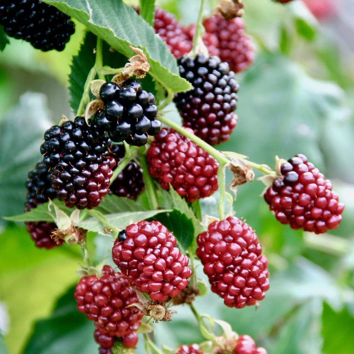 Boysenberry Live Plant - 4-Inch Pot - Edible Berry Bush - Rubus ursinus × Rubus idaeus - Fruit-Bearing Garden Plant