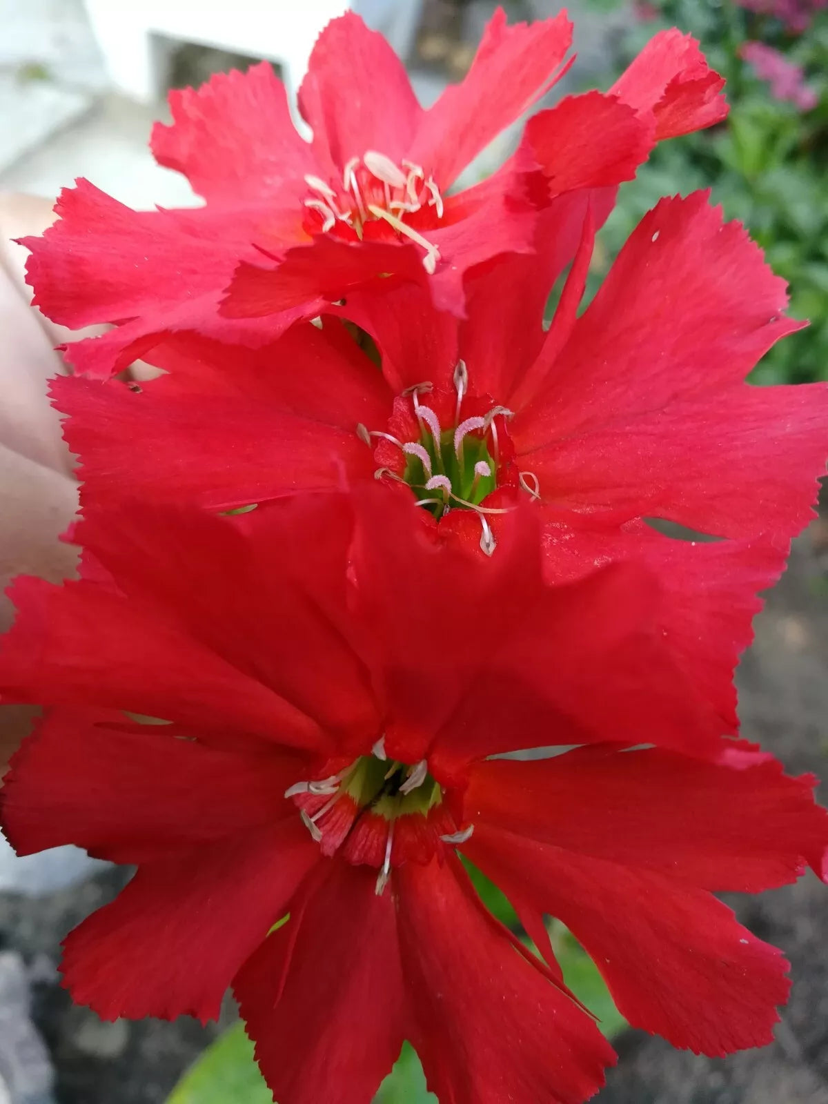 Lychnis Arkwrightii Vesuvius Scarlet Seeds - 50 Rare Flower Seeds with Dark Leaves - Lychnis arkwrightii