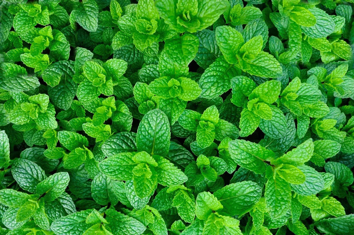 Organic Mojito Mint Plants - 6 Pack - Mentha Villosa "Mojito" - Fresh Culinary Herb for Gardening and Aromatic Use