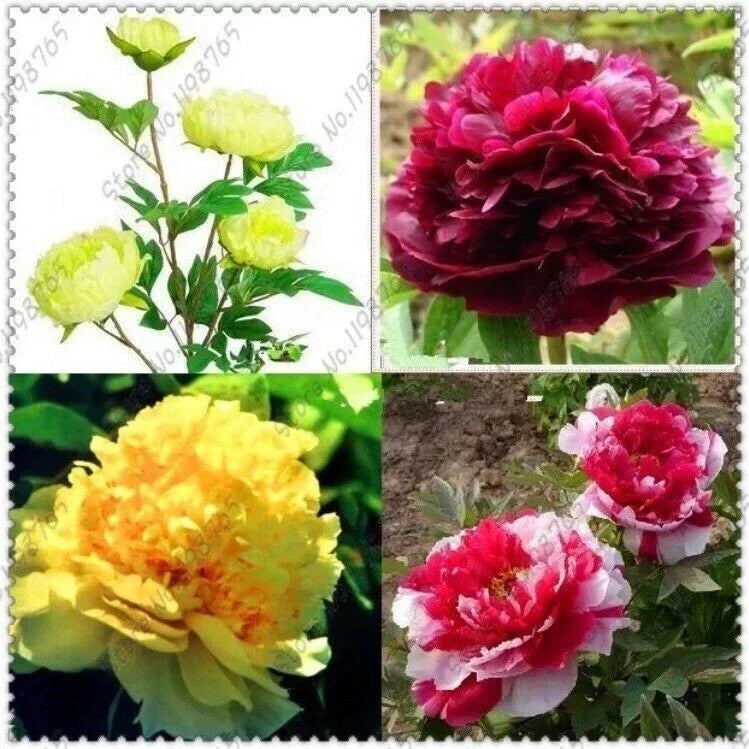 10pc Mixed Color Peony Seeds - Exotic Garden Flowers - Paeonia spp. - Easy to Grow, Attracts Pollinators - Free Shipping