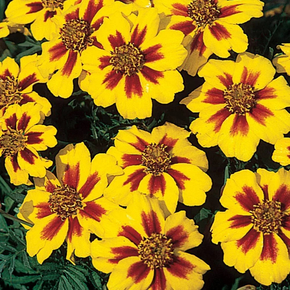 French Marigold Seeds Pack - Dwarf Compact Naughty Marrietta - Tagetes patula - Yellow & Orange Flower Seeds for Garden