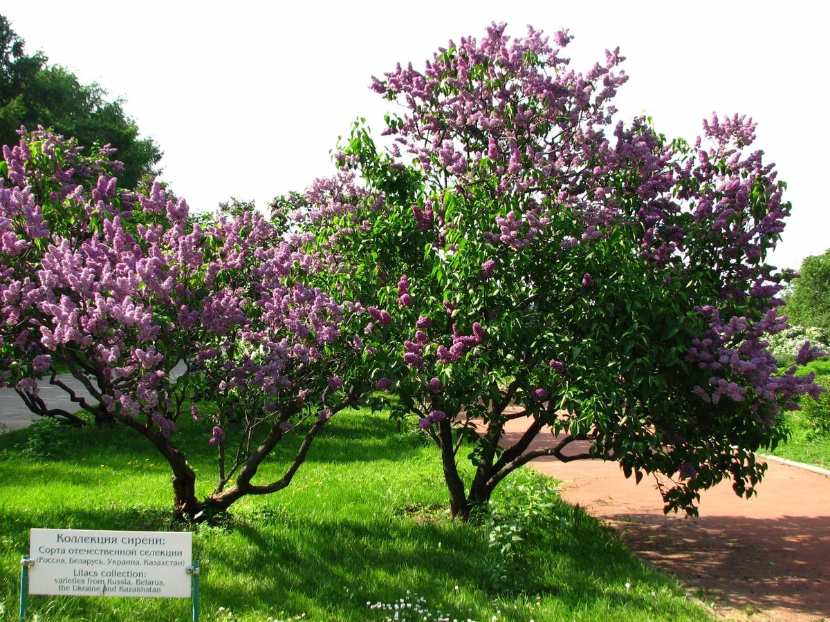 Lilac Tree Seeds 150 Count - Common Purple Variety - Syringa vulgaris - Fragrant Blooms for Garden & Landscape