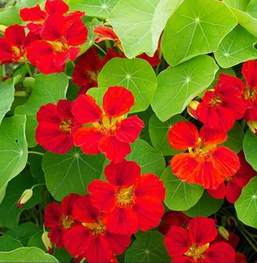 Nasturtium Seeds - 20 Pack Indian Chief Climbing Vine - Non-GMO, Fragrant Blooms - Tropaeolum majus - Attracts Hummingbirds