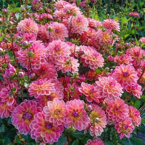 Dahlia Flower Seeds - 25 Perennial Pacific View - Colorful Blooms - Dahlia pinnata - Garden Planting - Attracts Pollinators