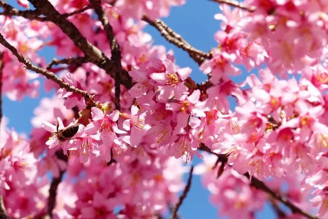 Eastern Redbud Tree Cuttings - 50 Pack - Cercis Canadensis - Hardy Ornamental Trees for Landscaping, Pink Flowers