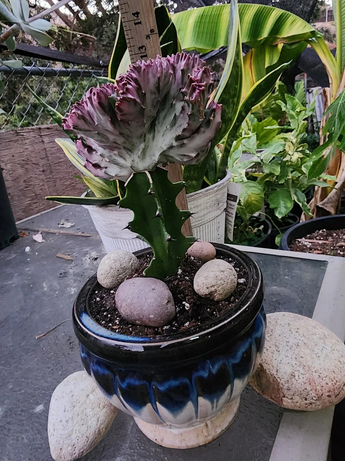 Crested Lactea Variegated Live Plant - Well Rooted Euphorbia Lactea Variegata - Unique Succulent with Bonus Plants