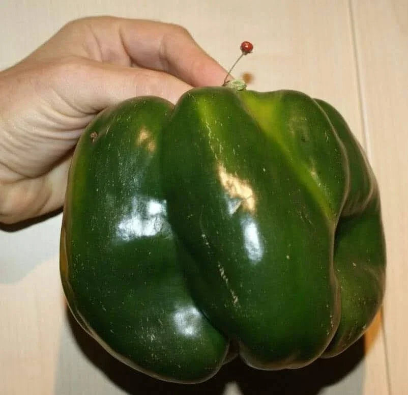 Organic Heirloom Bell Pepper Seeds - 30+ Emerald Giant Non-GMO Seeds - Capsicum annuum - Sweet Green Peppers for Gardening