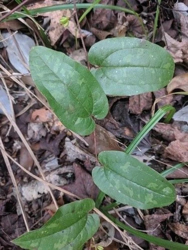 Elderberry Cuttings 5-Pack Green Sambucus nigra Rare Fruit Plant for Garden
