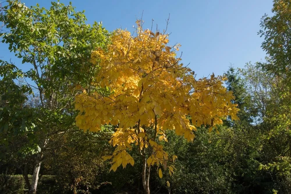 Shellbark Hickory Tree Seedlings - 1 Gallon Pot - Carya laciniosa - Ideal for Landscaping & Wildlife Habitat