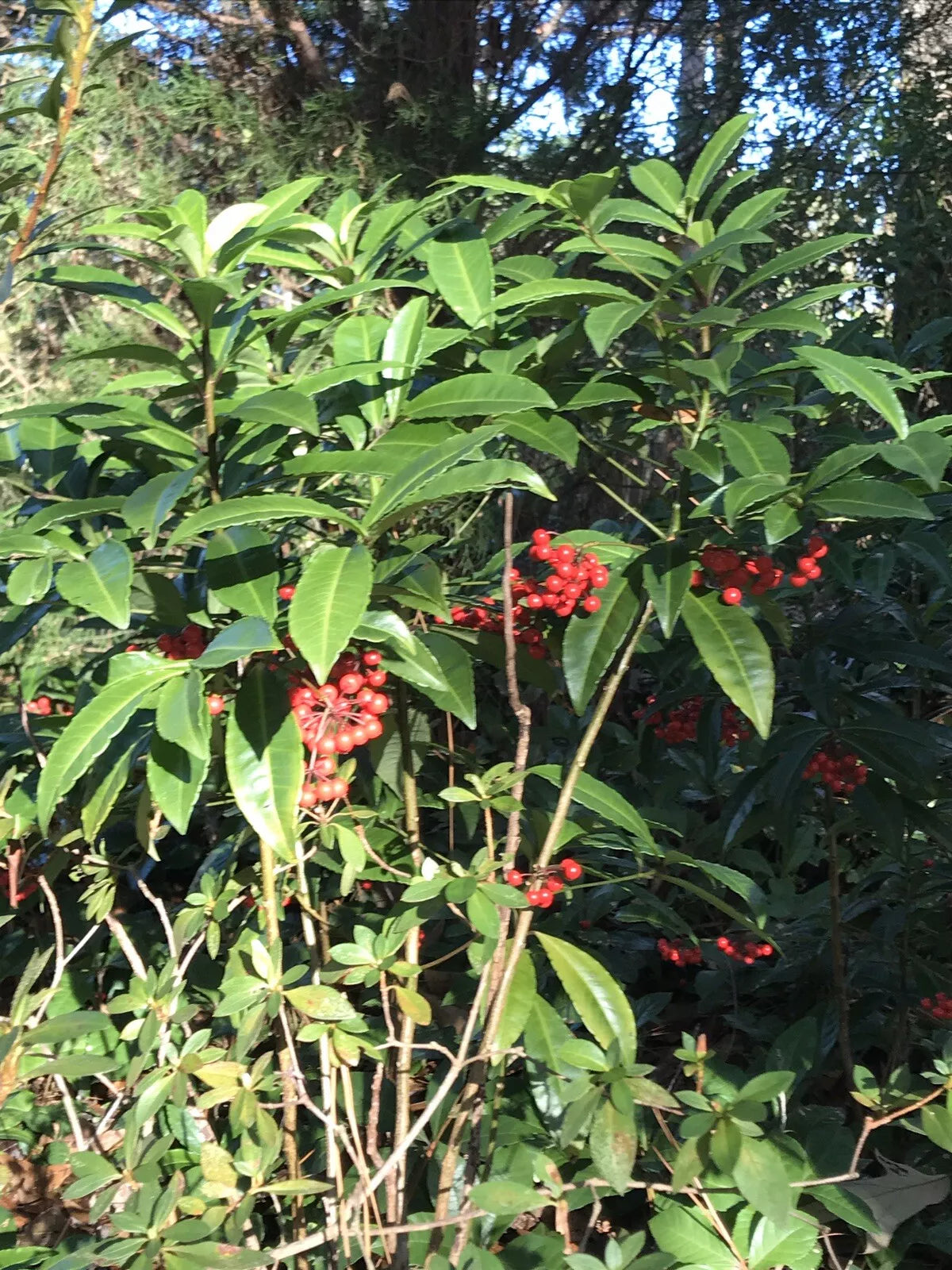 Organic Coral Berry Plant 1.5-2 Ft Red Berries Ardisia crenata, Cold Hardy Native Gulf Coast, Green Foliage