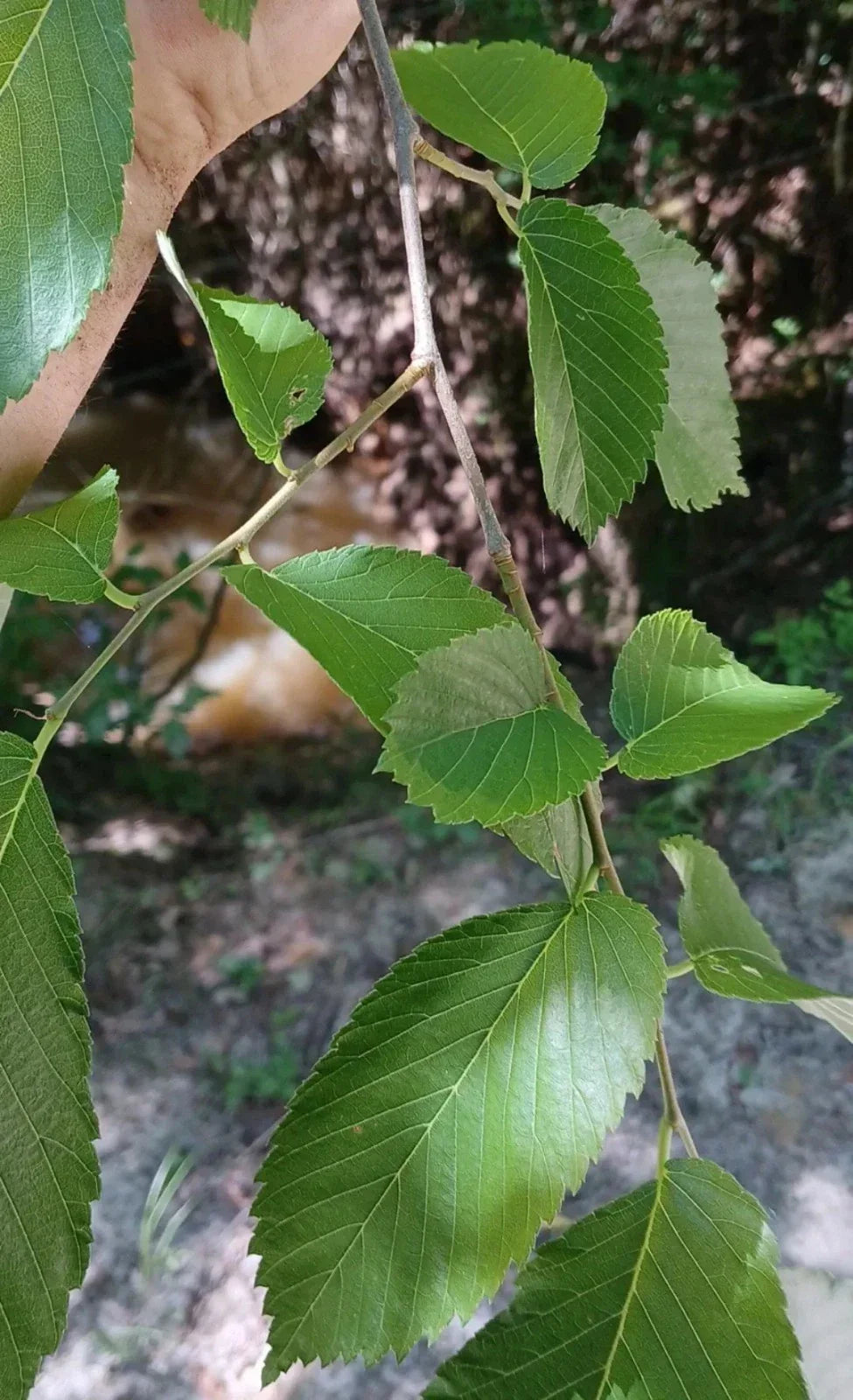 American Elm Tree Cuttings 8 Pack Non-Rooted Ulmus americana for Propagation, Fast-Growing, Adaptable, Shade Tree