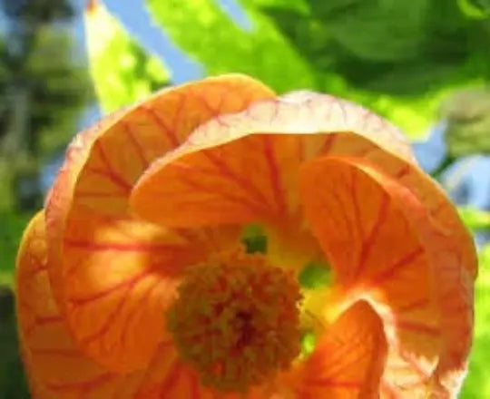 Abutilon Seeds 25 Pack, Bellvue Mix Flowering Maple, Tropical Abutilon spp., Bright Colorful Blooms for Garden or Patio