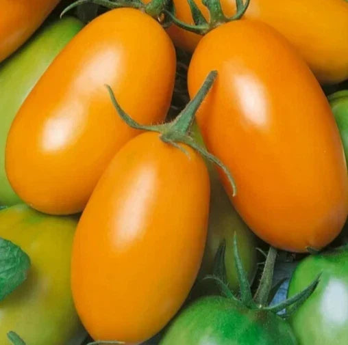 Orange Roma Tomato Seeds - 50+ Paste Variety, Indeterminate, Lycopersicon esculentum, Ideal for Sauces and Fresh Eating