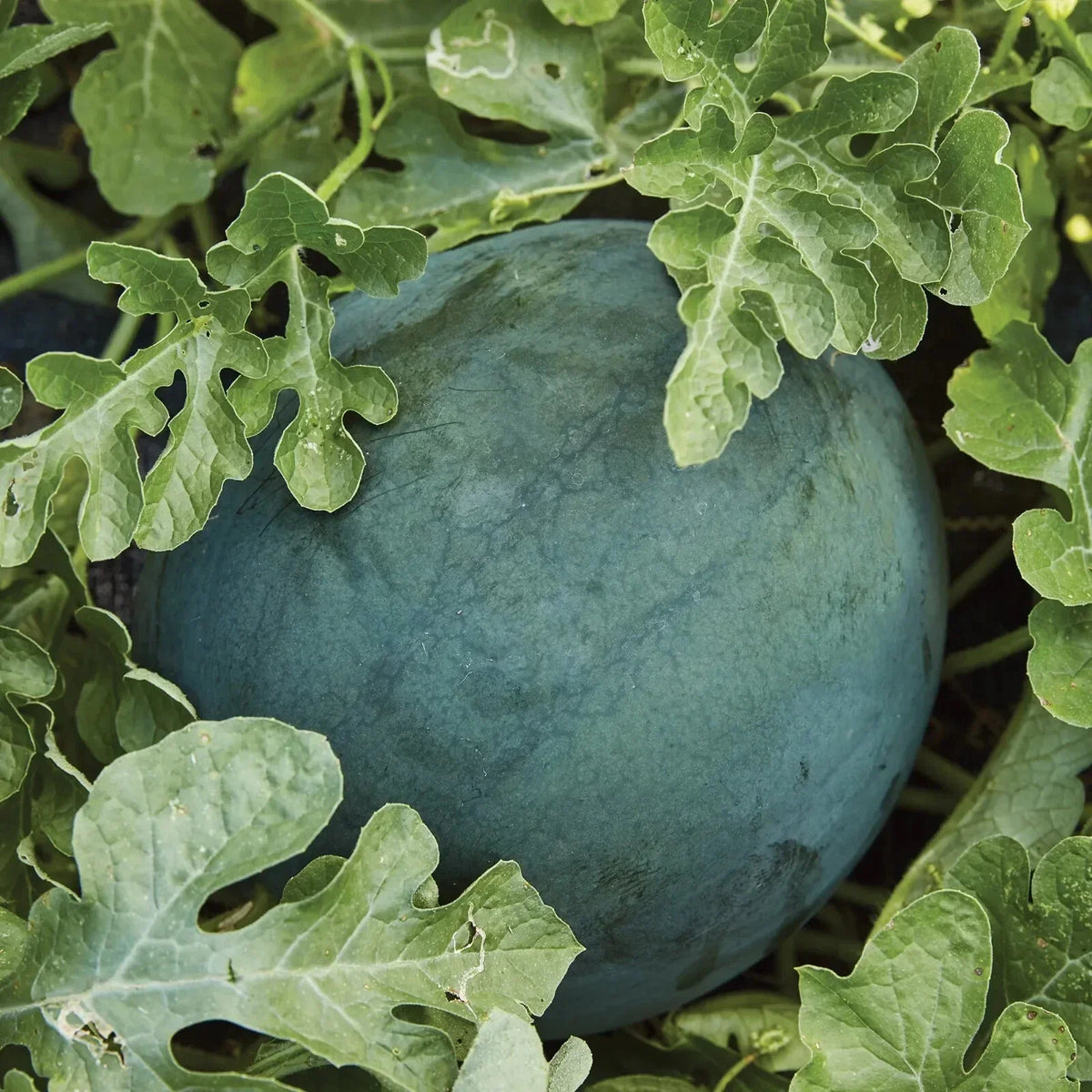 Sugar Baby Watermelon Seeds - NON-GMO Icebox Variety - Citrullus lanatus - Compact Size for Small Gardens