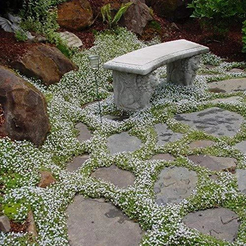Summer Snow Seeds 250+ Pack | Exotic Garden Flowers Mix | Various Species | Made in USA