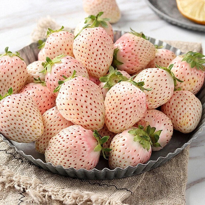White Strawberry Seeds - 100+ Pineberry Hula Berry - Fragaria × ananassa - Ideal for Container Garden - USA Grown