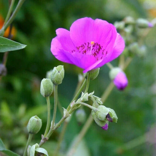 X-LARGE Calandrinia Spectabilis Cutting - Rock Purslane - Drought-Tolerant Succulent - 6" Unrooted - Pink Flowers