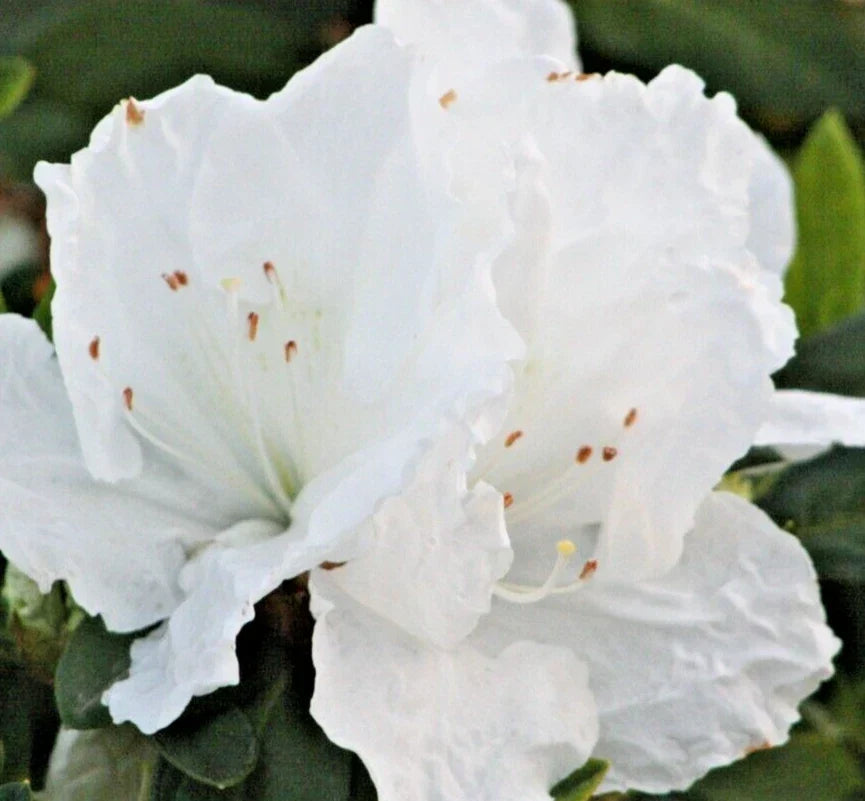 Rhododendron Azalea Snow White 6" Live Flower Plant Bush - Azalea indica - Compact Shrub with Stunning White Blooms