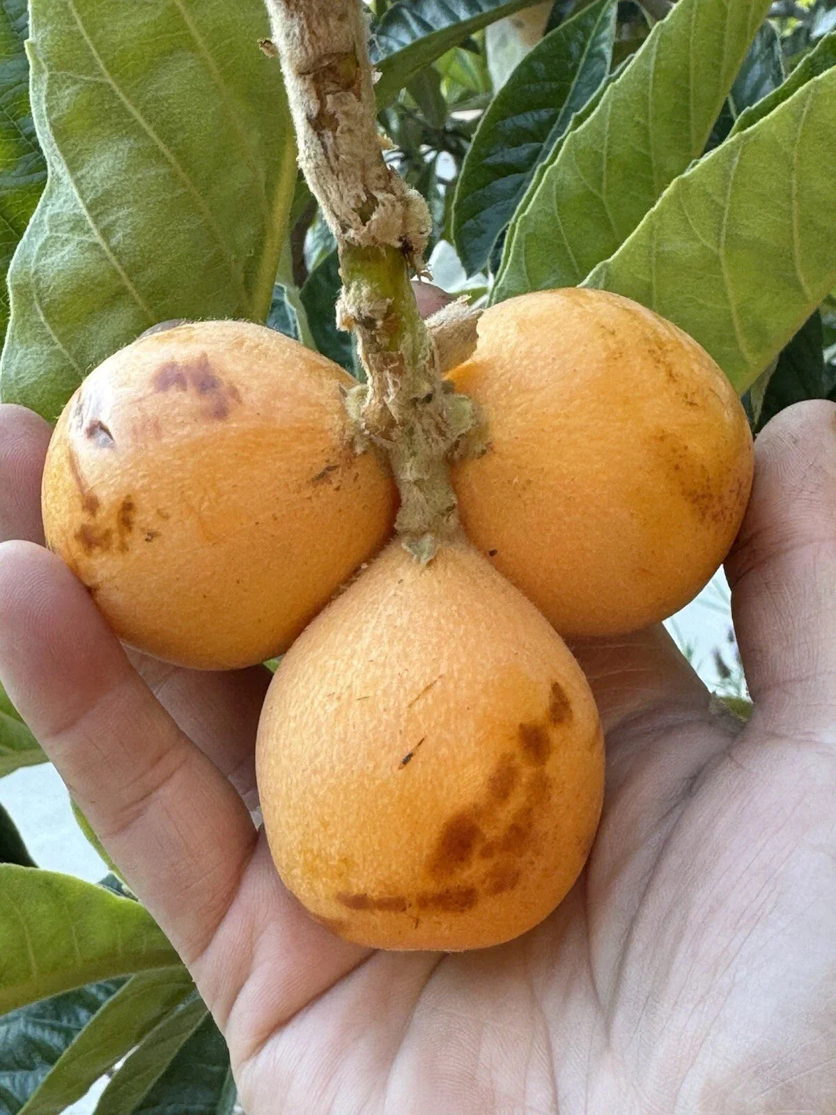 Rare Loquat Scions for Grafting - 2 Cuttings, Peluche Variety, Eriobotrya japonica - Sweet Flavor, Large Fruit