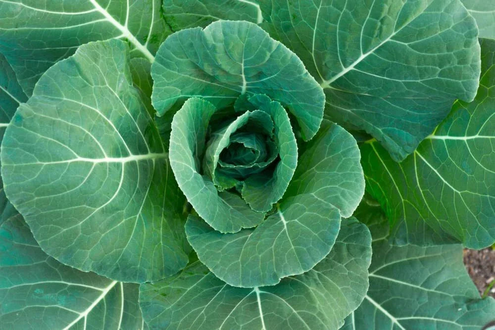 Collard Green Seeds - 100 High Yield Georgia Seeds - Brassica oleracea var. viridis - Nutritious, Great Flavor