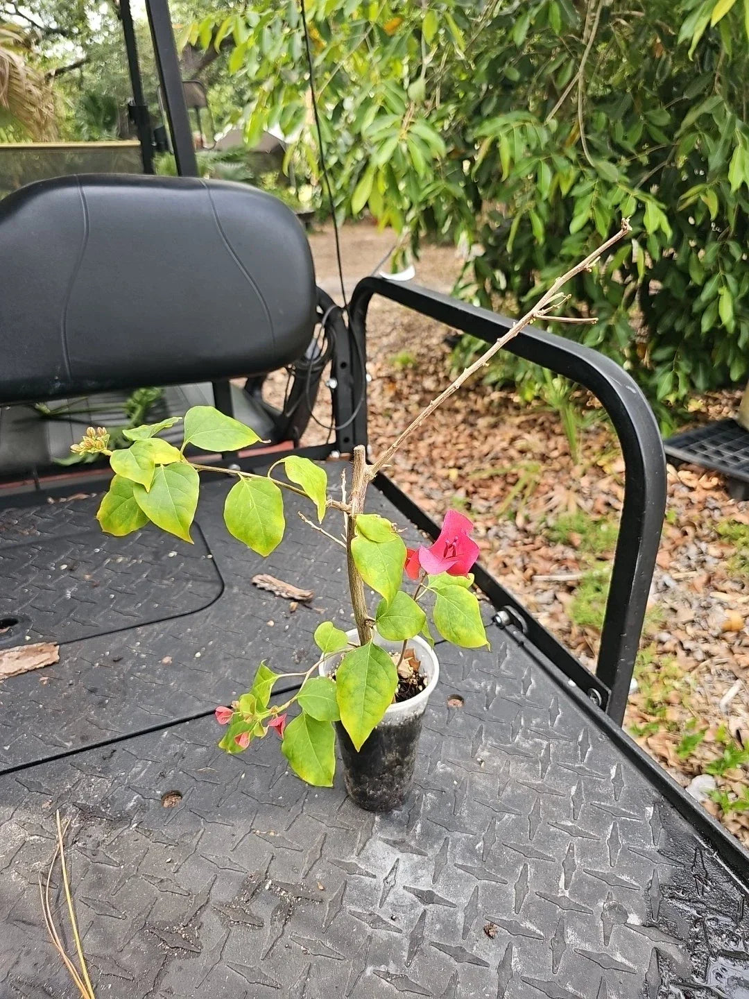 Bougainvillea Starter Plant 3.5" Pot, Pink Variety, Bougainvillea glabra - Vibrant Tropical Garden Addition