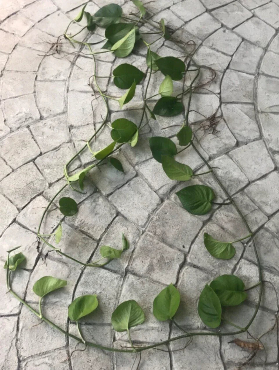 Pothos Cutting 12" with Roots & Leaves, Tropical Climbing Plant, Epipremnum Aureum, Indoor Outdoor Greenery