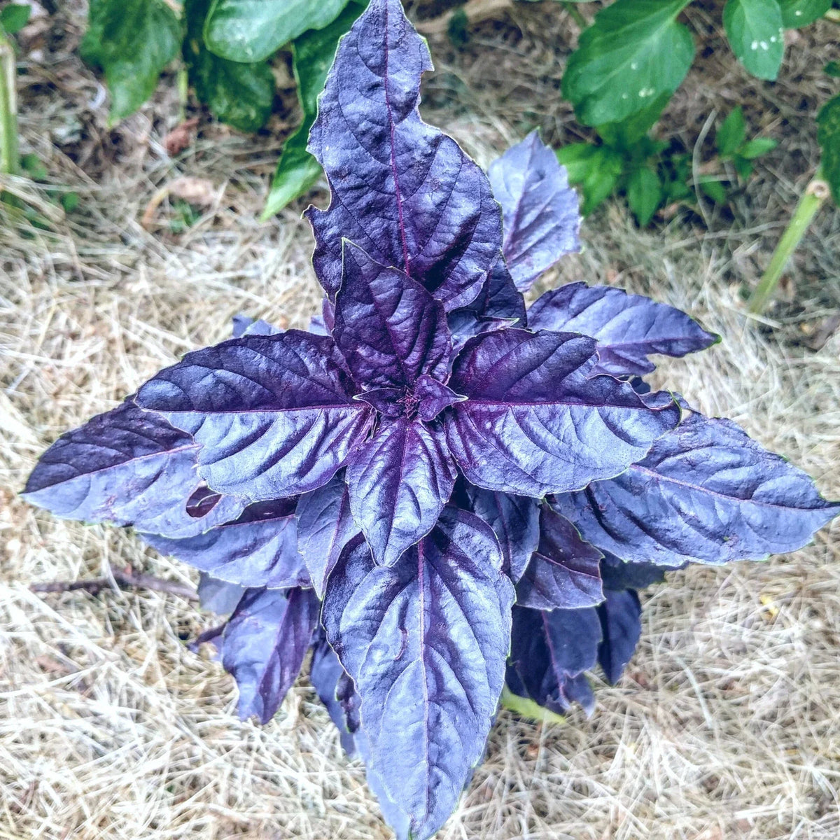 Purple Dark Opal Basil Seeds - 50+ Heirloom Seeds - Ocimum basilicum Dark Opal - Culinary Herb for Gardens