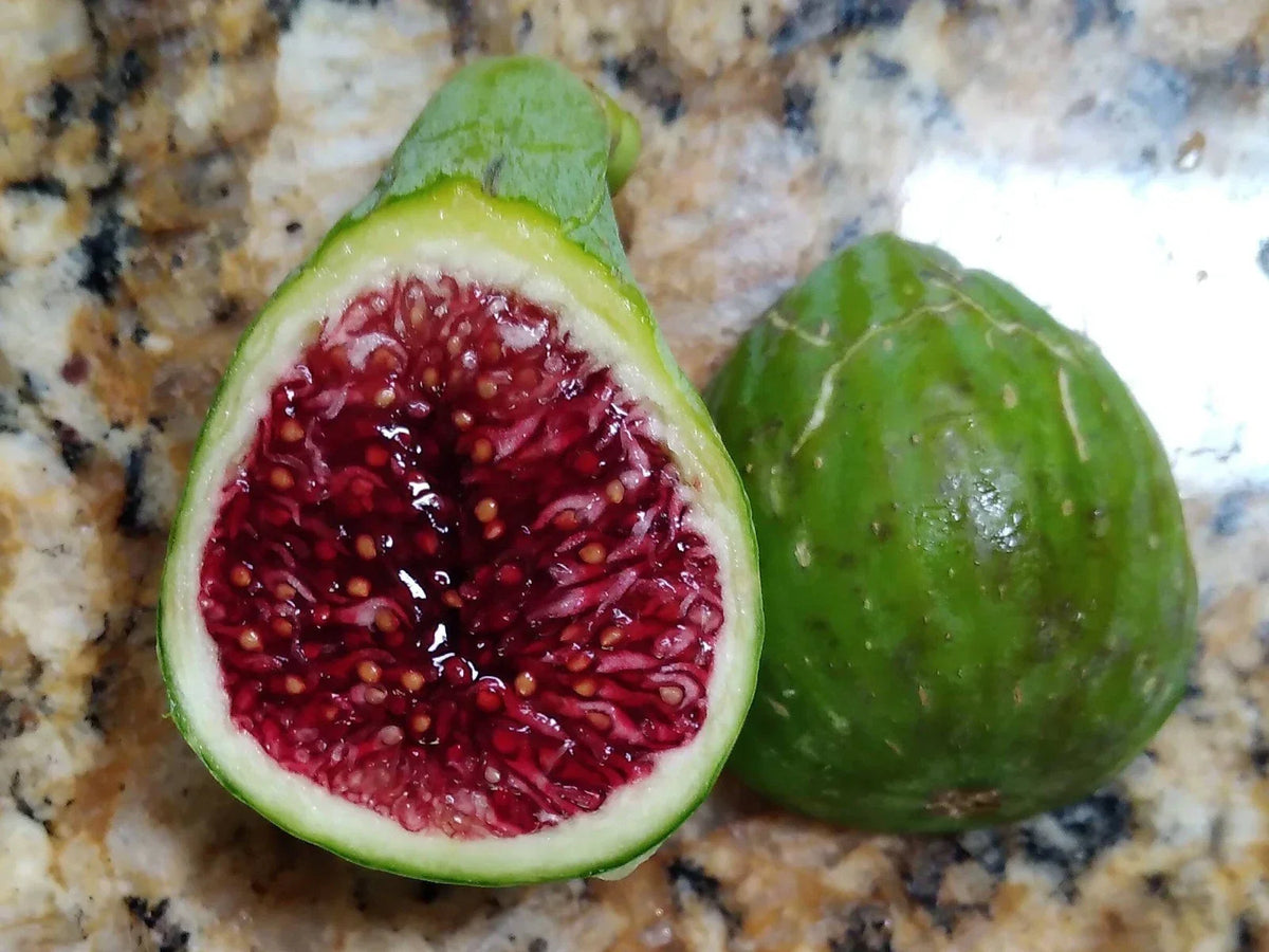 Fresh Fig Tree Cuttings - Select Variety - Easy Rooting - Ficus carica