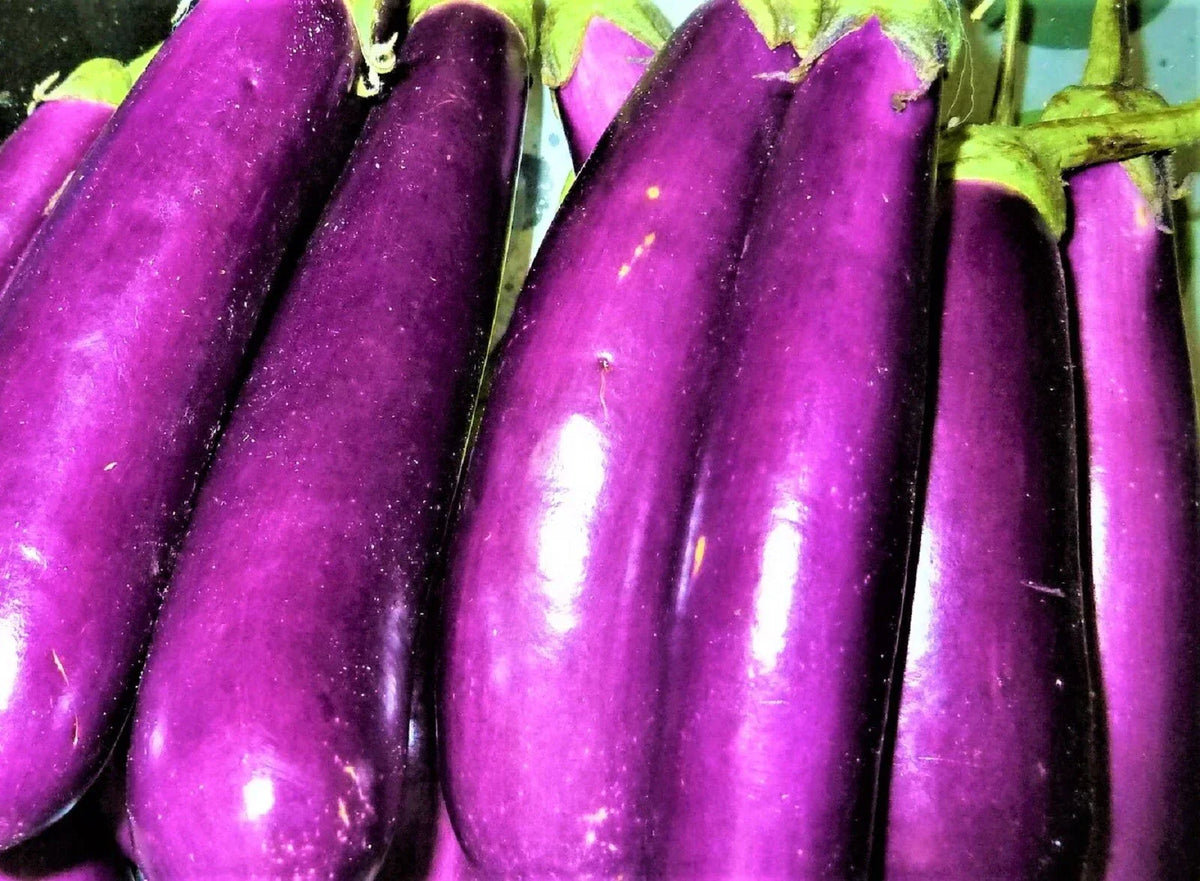 Long Purple Eggplant Seeds - Non-GMO 100+ Seeds - Solanum melongena - Ideal for Gardening and Culinary Use