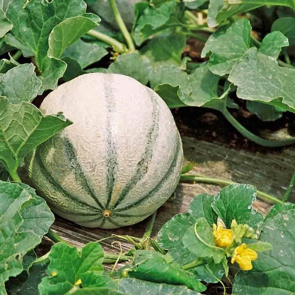 Charentais Melon Seeds - 20 Heirloom Non-GMO Seeds - Sweet Cucumis melo for Home Gardens - Easy to Grow