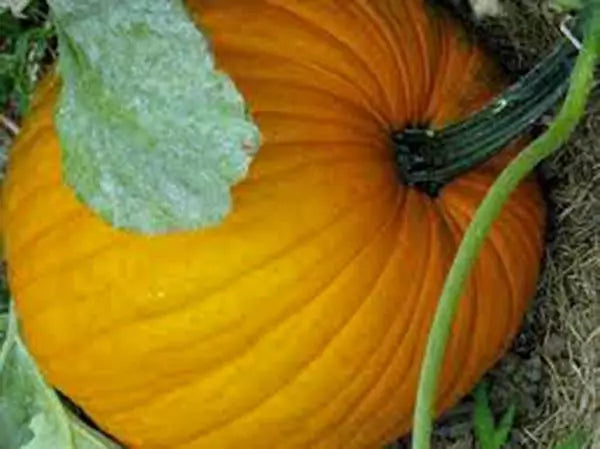 Pumpkin Seeds - 100 Heirloom Non-GMO Connecticut Field - Cucurbita pepo - Ideal for Carving & Cooking