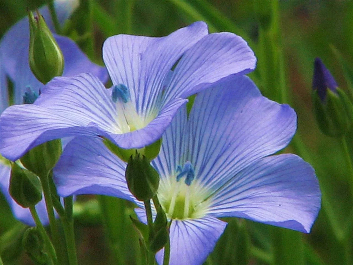 Blue Flax Seed Pack, 100+ Seeds, Striking Blue Flowers, Linum lewisii, Non-GMO, Drought-Tolerant, Perennial