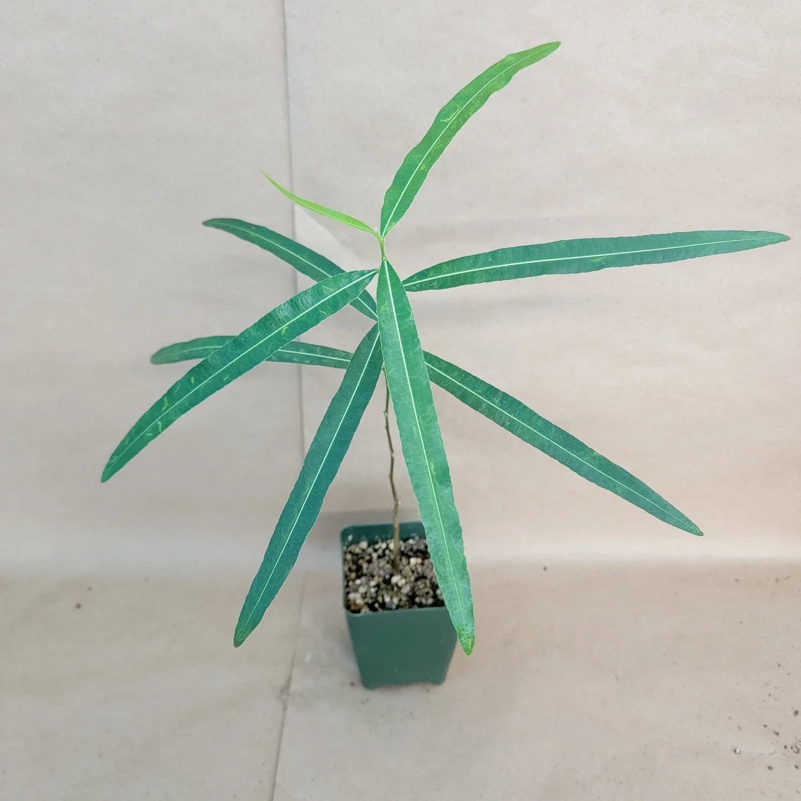 Brachychiton rupestris Bottle Tree | 4" Pot | Rare Australian Succulent | Unique Indoor Plant