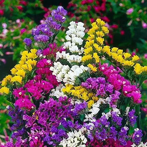 Statice Flower Seeds 100 Count - Mixed Colors for Cut Flowers - Limonium sinuatum - Drought-Resistant Garden Blooming Seeds
