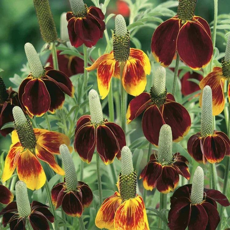 Mexican Hat Seeds - 200 Organic Seeds - Ratibida columnifera - USA Grown, Yellow and Red Flowers