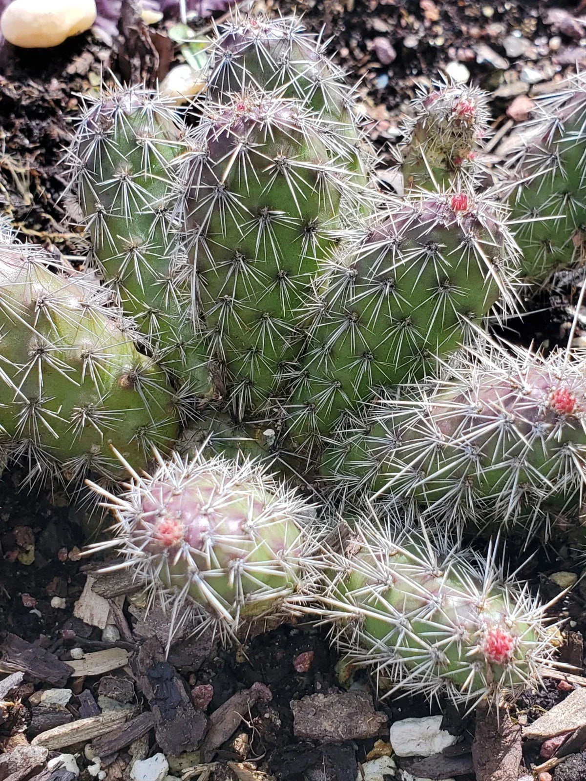 Live Cactus Cuttings - 2 Spiny Cat's Paw Cuttings - Opuntia microdasys - Unique Succulent for Indoor/Outdoor Gardening
