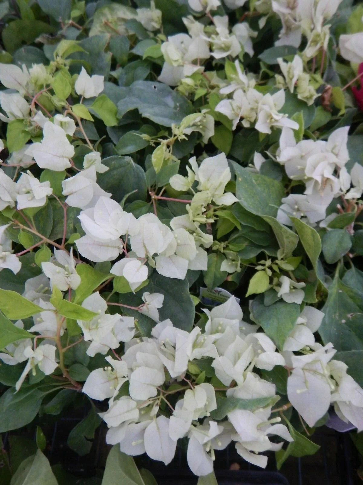 Live Bougainvillea Starter Plant - Sunstone White - Bougainvillea glabra - Well Rooted - USA Seller - Easy Care Flowers