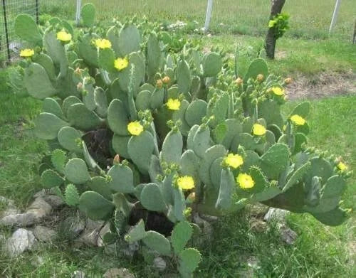 Spinyless Prickly Pear Cactus Plant - 4-Inch Opuntia Cacanapa Ellisianna - Drought-Tolerant Succulent for Indoor/Outdoor Decor