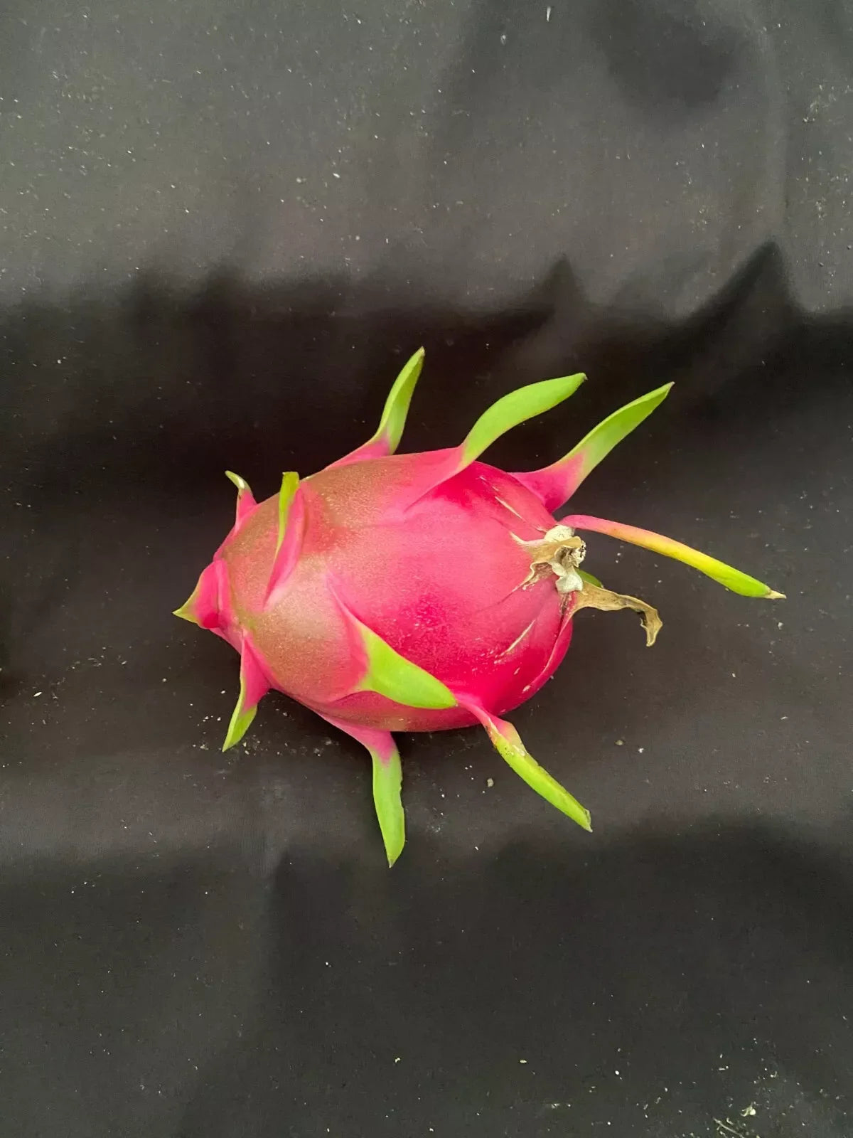 White Dragon Fruit Plant 3" Pot Hylocereus undatus Rooted Cactus - Exotic Climbing Cactus with Sweet Fruit and White Flowers