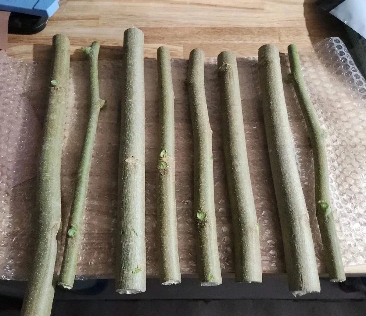 Moringa Oleifera Cuttings (8 Thick) & Horseradish Tree Seeds (10 Non-GMO) - Organic Gardening Supplies for Home Gardens