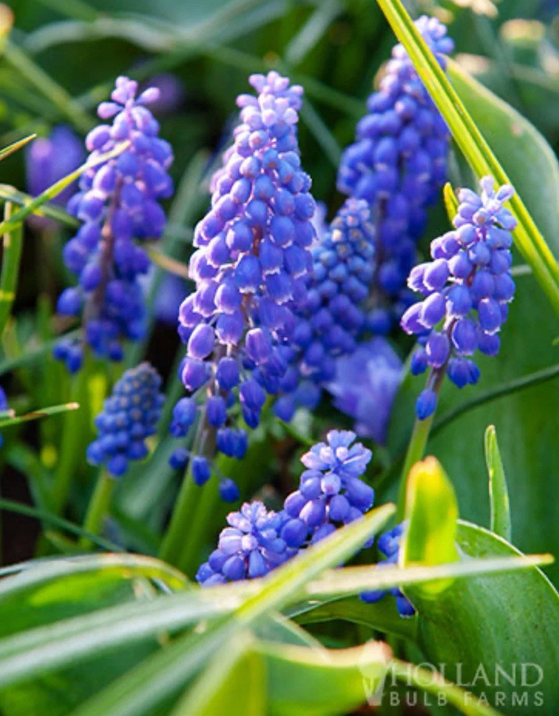 10 Blue Grape Hyacinth Bulbs 8-9 cm Cobalt-Blue Muscari armeniacum for Spring Garden Planting, Hardy Naturalizer