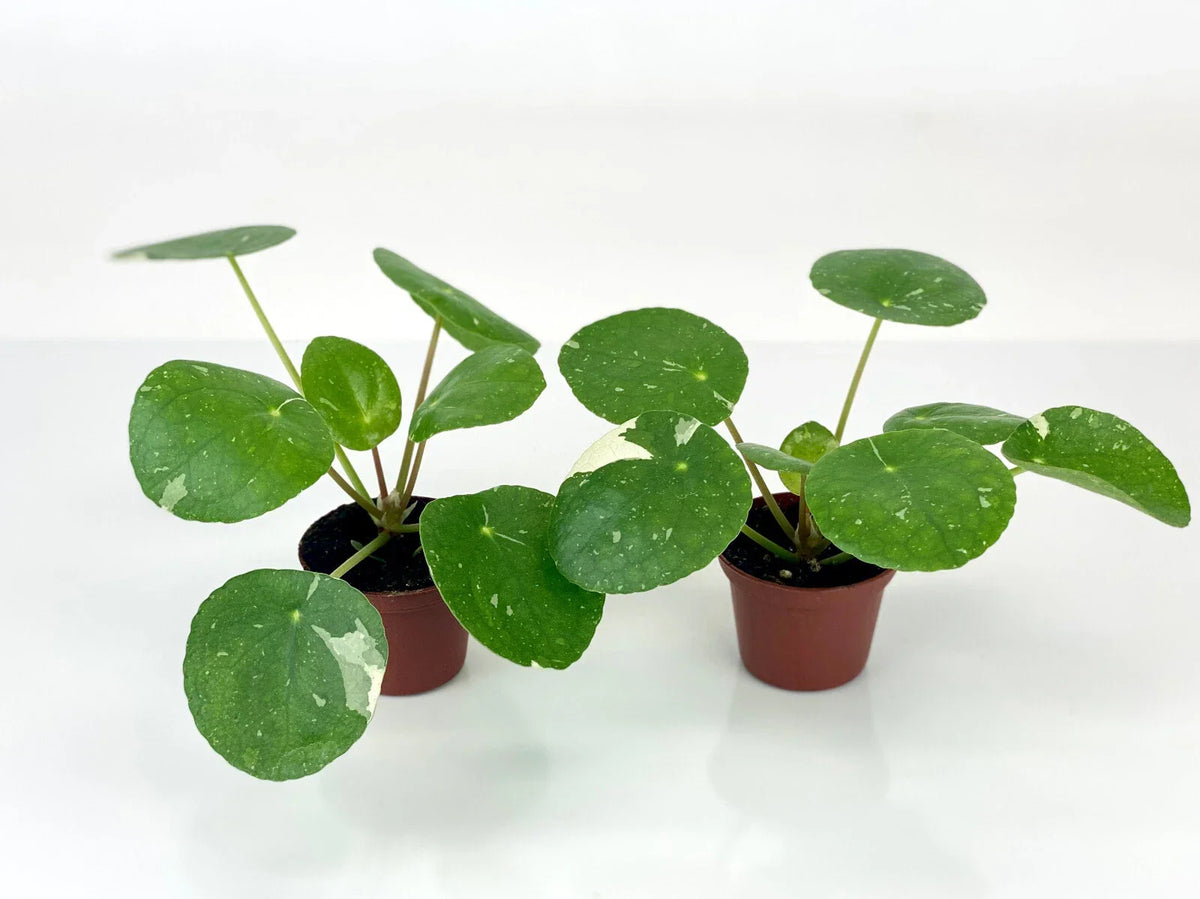 Variegated Pilea Plants - 2" Pots - 'White Splash' - Pilea peperomioides Starter Plants - Easy Care Indoor Greenery