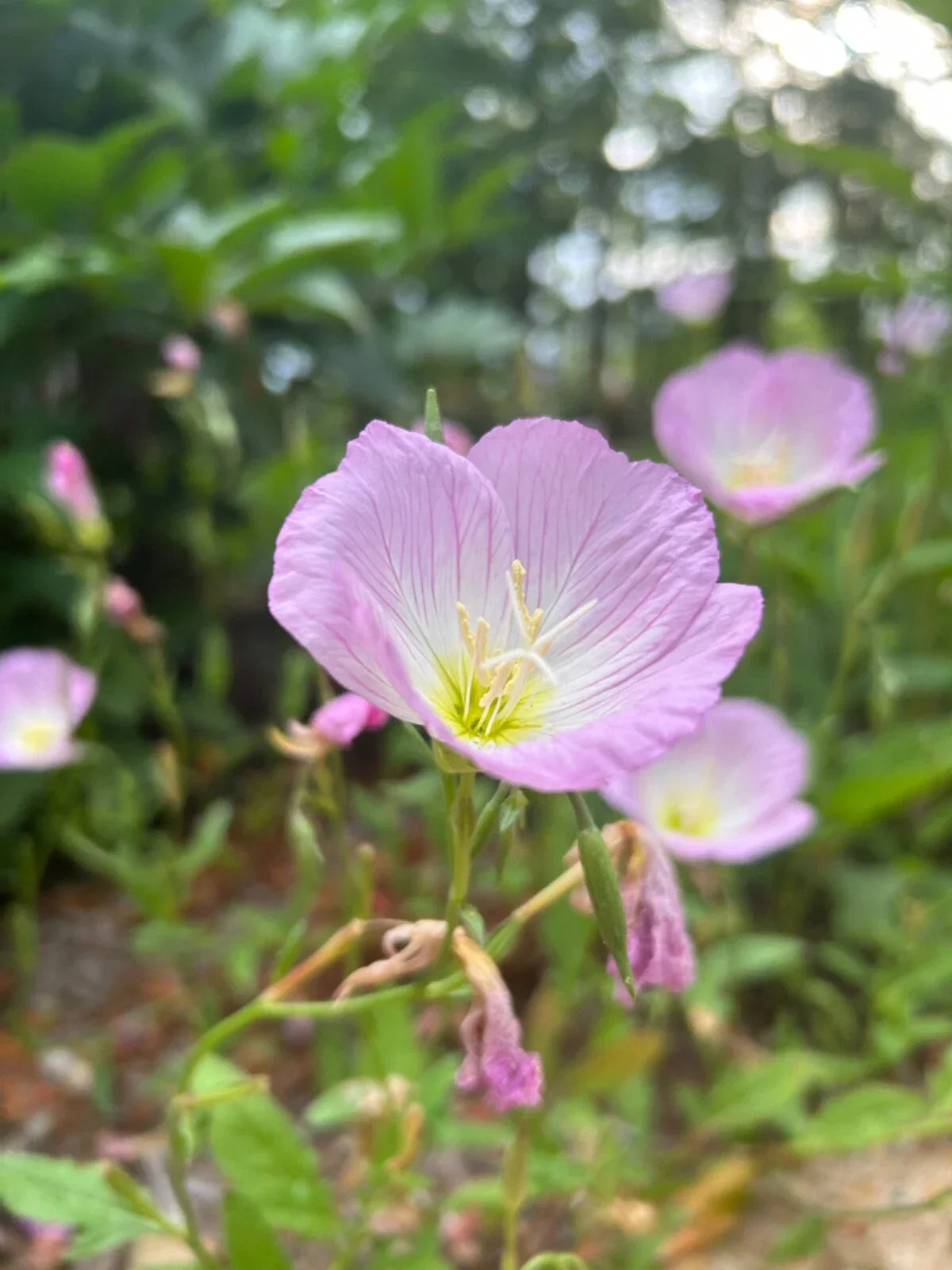 Bare Root Pink Evening Primrose Plants - 25+ Live Transplants, Organic Perennial, Oenothera speciosa - Fast Growing Ground Cover
