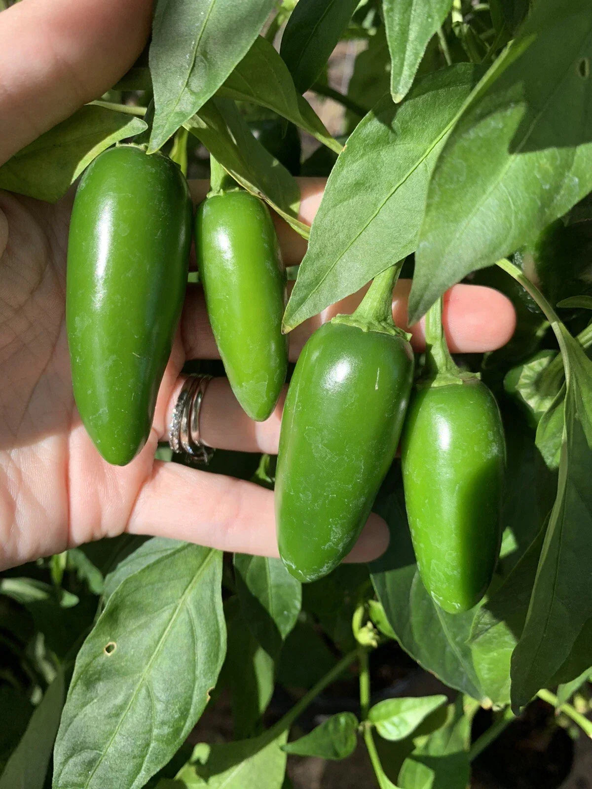 Texas Jalapeno Pepper Seeds 25 Organic Capsicum annuum for Vegetable Garden 🌶 Non-GMO Spicy Peppers Homegrown