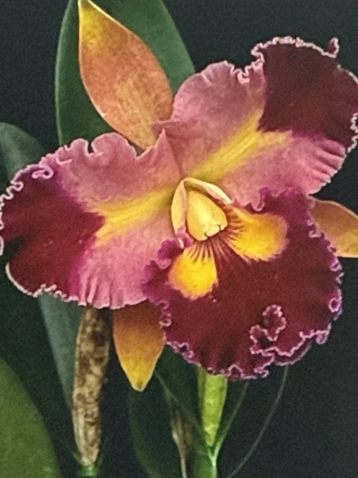 Cattleya Orchid Plant Bare Root 2-3 Stems Unique Flowering Houseplant Cattleya spp.