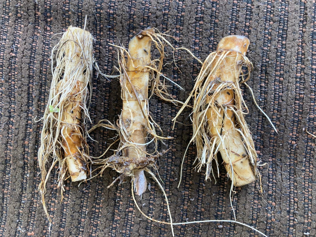 Lizard's Tail Plant Tubers & Live Plant Set - 3 Bareroot Saururus cernuus + 1 Small Plant - White Bloom Aquatic Perennial