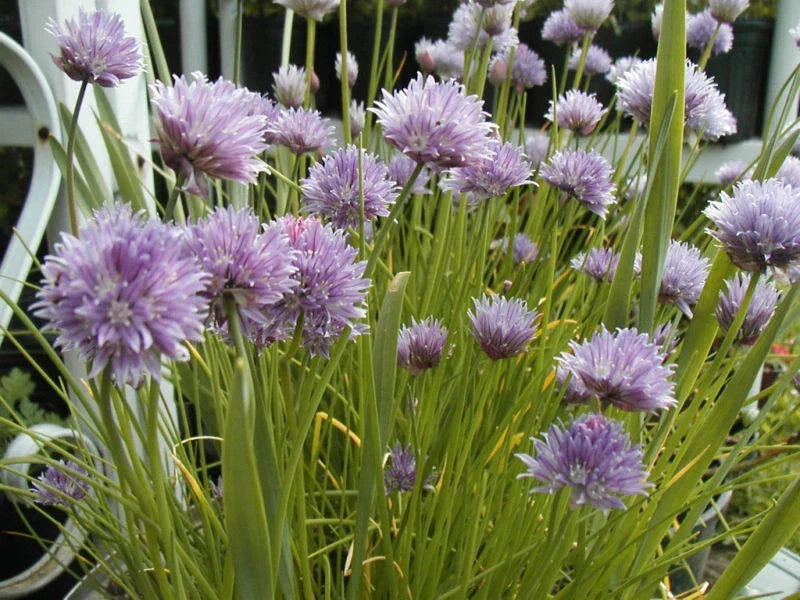Chives Onion Seeds 800 Count - Allium schoenoprasum - Perfect Windowsill Herb for Indoor Gardening