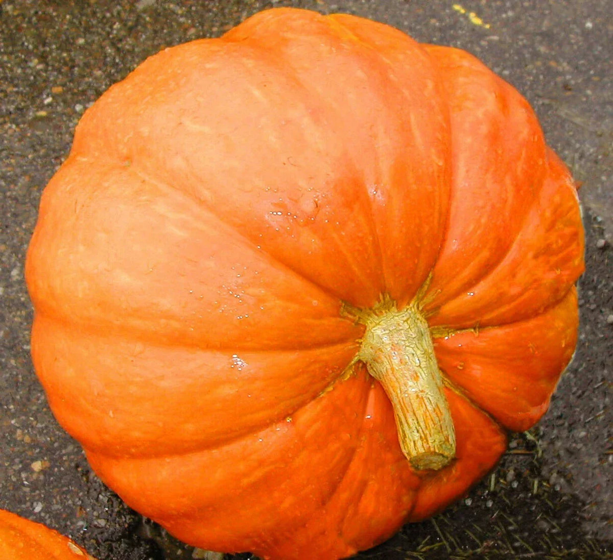 Big Max Pumpkin Seeds - 10+ Seeds - Heavyweight Variety - Cucurbita maxima - Perfect for Fall Decorating and Contests